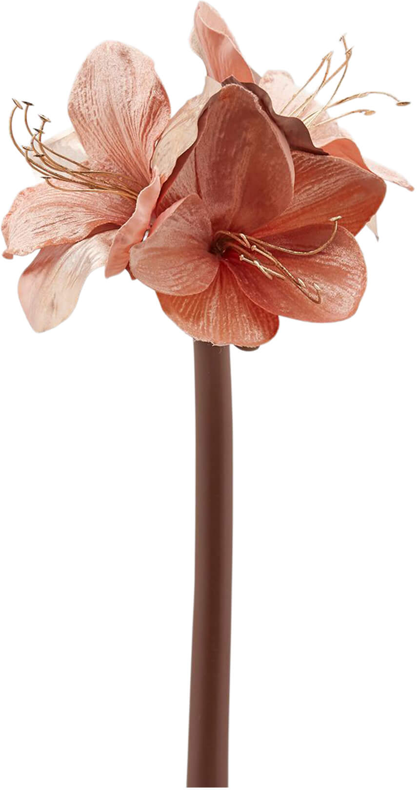 Edg Amaryllis Pfirsich H: 69 cm  Pfirsich