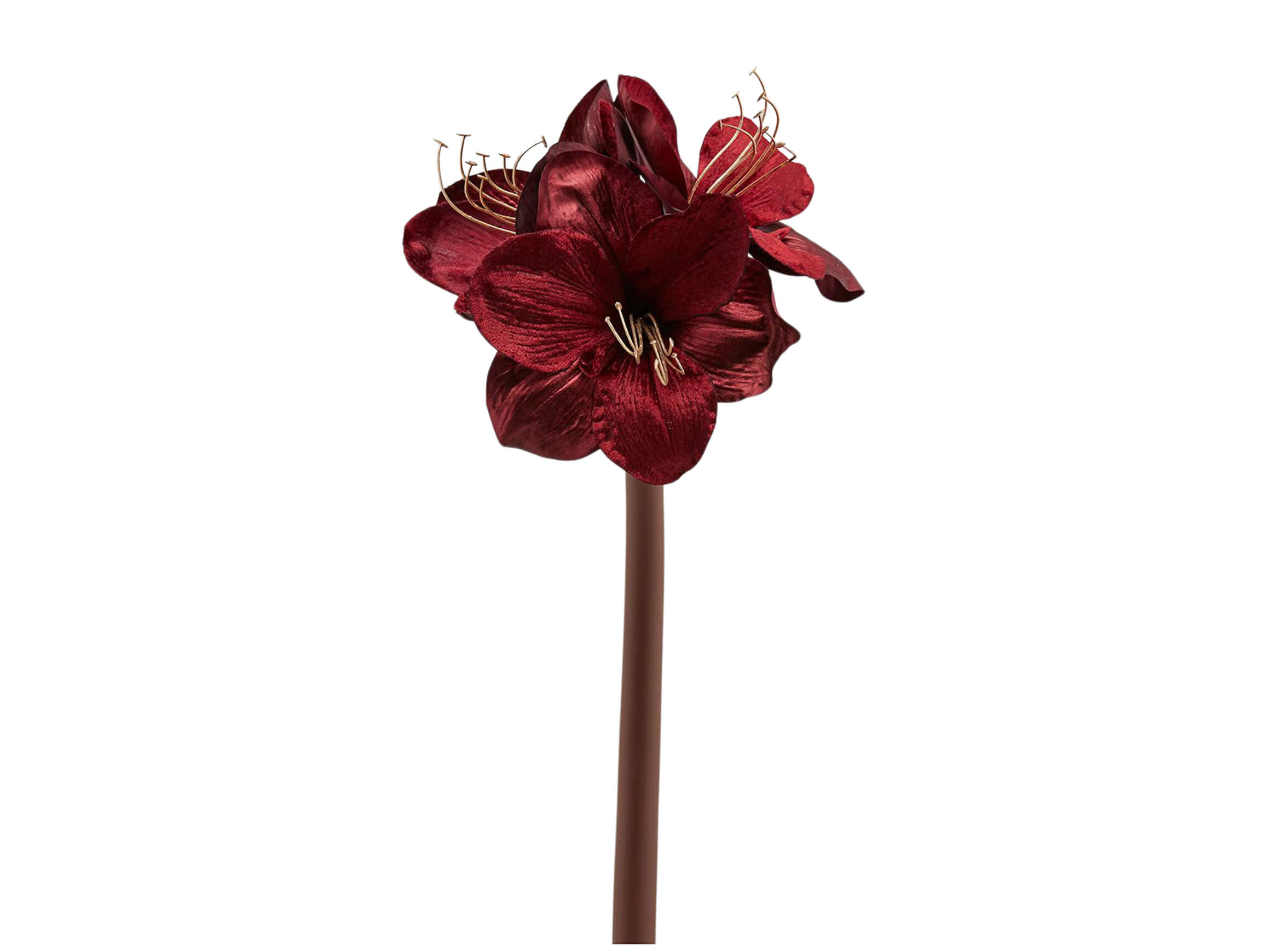 Edg Amaryllis Burgund H: 69 cm  Burgund