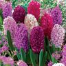 de Jager Vibrant Highly Fragrant Hyacinths x9