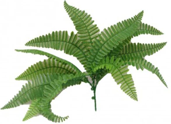 Unbranded Fern Stem UV