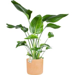 Plantas Strelitzia Nicolai, Inkl. Terracotta Potte, 2 Stk