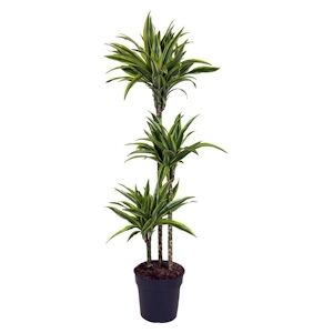 Plant in a Box Dracaena Fragrans Deremensis Lemon Lime Hauteur 130-140cm