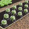 IDMarket Cloches pour plants de salade X12