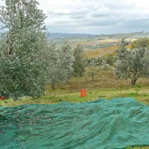 4F GROUP Rete per olive  antispina L 50 x H 8 m