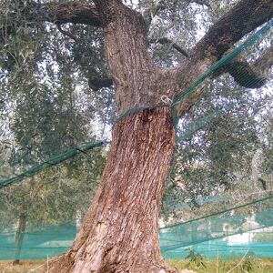 4F GROUP Rete per olive  MQF L 250 x H 2 m