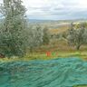 4F GROUP Rete per olive  antispina L 50 x H 4 m