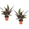 Plant In A Box Plantas Verdes Goeppertia Insignis Conjunto de 2 Pote 12Cm Altura 30-40Cm