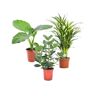 Plant In A Box Plantas Verdes Dypsis Lutescens Clusia Rosea Princess Alocasia Macrorrhiza Conjunto de 3 Pote 17Cm Altura 50-70Cm