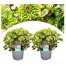 Plant In A Box Plantas Verdes Iresine Herbstii Conjunto de 2 Pote 13Cm Altura 20-30Cm