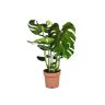 Plant In A Box Plantas Verdes Monstera Deliciosa Conjunto de 1 Pote 21Cm Altura 70-80Cm