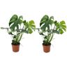 Plant In A Box Plantas Verdes Monstera Deliciosa Conjunto de 2 Pote 17Cm Altura 50-60Cm