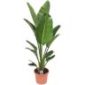 Plant In A Box Plantas Verdes Strelitzia Nicolai Conjunto de 1 Pote 28Cm Altura 150-170Cm