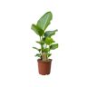 Plant In A Box Plantas Verdes Strelitzia Nicolai Conjunto de 1 Pote 17Cm Altura 55-70Cm