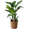 Plant In A Box Plantas Verdes Strelitzia Nicolai Conjunto de 1 Pote 17Cm Altura 55-70Cm