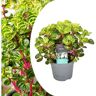 Plant In A Box Plantas Verdes Iresine Herbstii Conjunto de 1 Pote 13Cm Altura 20-30Cm