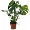 Plant In A Box Plantas Verdes Monstera Deliciosa Conjunto de 1 Pote 17Cm Altura 50-60Cm