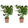 Plant In A Box Plantas Verdes Monstera Deliciosa Conjunto de 2 Pote 21Cm Altura 70-80Cm