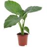 Plant In A Box Plantas Verdes Alocasia Macrorrhizos Conjunto de 1 Pote 17Cm Altura 60-70Cm