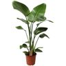 Plant In A Box Plantas Verdes Strelitzia Nicolai Conjunto de 1 Pote 21Cm Altura 90-110Cm