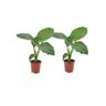 Plant In A Box Plantas Verdes Alocasia Macrorrhizos Conjunto de 2 Pote 17Cm Altura 60-70Cm