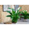 Carbeth Plants LTD Peace Lily Plant