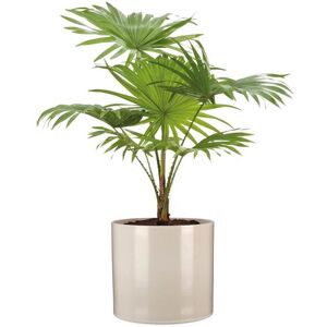 Scheurich Blumentopf »Sesam 23 cm, Créme« Creme