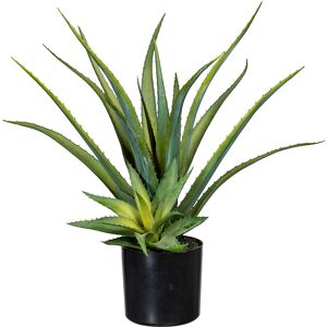 kaiserkraft Aloe, im Kunststofftopf mit Erde, Höhe ca. 480 mm