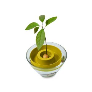 Avocado-Keimschale - Tchibo 100% Biopolymer auf Basis von Elefantengras (Miscanthus giganteus), biologisch abbaubar   unisex