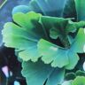 Bruns Pflanzen Jinan dvoulaločný 'Troll' květináč 5 litrů, výška 15/20cm, keř