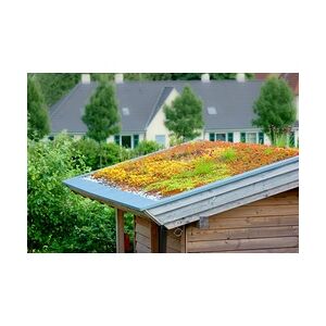 Pflanzen Dachbegrünung bis 25° Dachneigung 24 m2