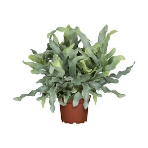 Pflanzen Blaufarn Phlebodium H ca. 60 cm 17 cm Topf