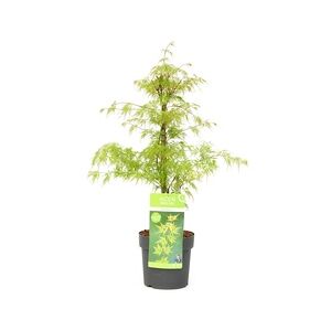 Plant in a Box Japanischer Ahorn - Acer palmatum Emerald Lace Höhe 60-70cm