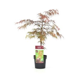 Plant in a Box Japanischer Ahorn - Acer palmatum Garnet Höhe 60-70cm