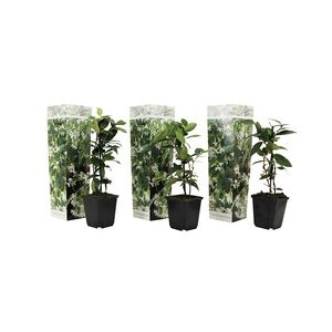 Plant in a Box Sternjasmin - Trachelospermum jasminoides 3er Set Höhe 25-40cm