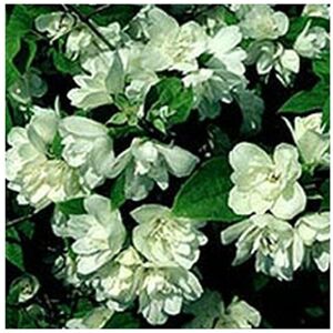 BAUMSCHULE GOLD Gefüllter Duftjasmin Philadelphus Schneesturm 60-100 cm hoch