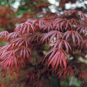 Pflanzen-Kölle Roter Fächerahorn 'Trompenburg', Höhe 80-100 cm, Topf 10 Liter