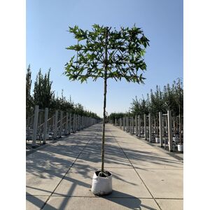 Venovi GmbH Orientalische Platane ''Minaret'' - Spalierbaum   Platanus orientalis ''Minaret''