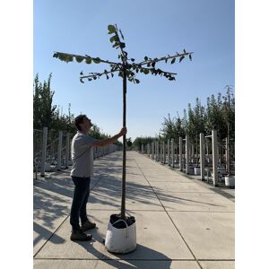 Venovi GmbH Dachlinde - Kaiser Linde ''Pallida'' Dachbaum   Tilia europaea ''Pallida''