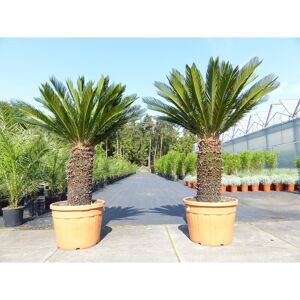 Grünwaren Mega Palmfarn 160 - 180 cm Cycas Revoluta, bis 50  Wedel Sagopalme Palme, innen + außen