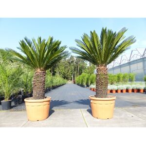 Grünwaren Mega Palmfarn 160 - 180 cm Cycas Revoluta, bis 50  Wedel Sagopalme Palme, innen + außen