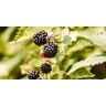 Restberry Sallys Zuckerbrombeere Mayumi