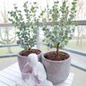 Pflanzen-Kölle Eucalyptus gunnii 'Azura'®, im 19 cm Topf