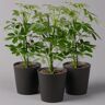 Pflanzen-Kölle Strahlenaralie 'Nora' inkl. Übertopf Dallas anthrazit, Topf-Ø 13 cm, 3er-Set