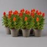 Pflanzen-Kölle Celosia 'Kelos Fire Orange' orange, Topf-Ø 12 cm, 6er-Set