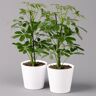 Pflanzen-Kölle Strahlenaralie 'Nora' inkl. Übertopf Dallas weiß, Topf-Ø 13 cm, 2er-Set