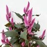 Pflanzen-Kölle Celosia 'Wild Pink' rosa-pink, Topf-Ø 19 cm, 2er-Set