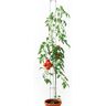 Bellissa Tomatenturm Höhe 160 cm, Ø 9 cm