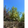 Venovi GmbH Berg-Ahorn ''Leopoldii''   Acer pseudoplatanus ''Leopoldii''