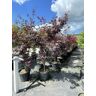 Venovi GmbH Roter Fächer-Ahorn ''Bloodgood'' Mehrstämmig   Acer palmatum ''Bloodgood''