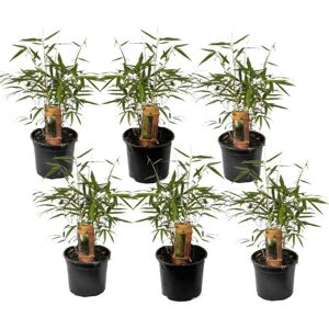Plant in a Box Bambu Red 'Fargesia Asiatisk Vidunder' - Sæt med 6 - ø13cm - Højde 25-40cm